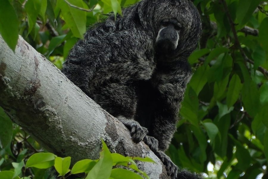 Echoes of the Amazon – Varied Ecotourism Tour