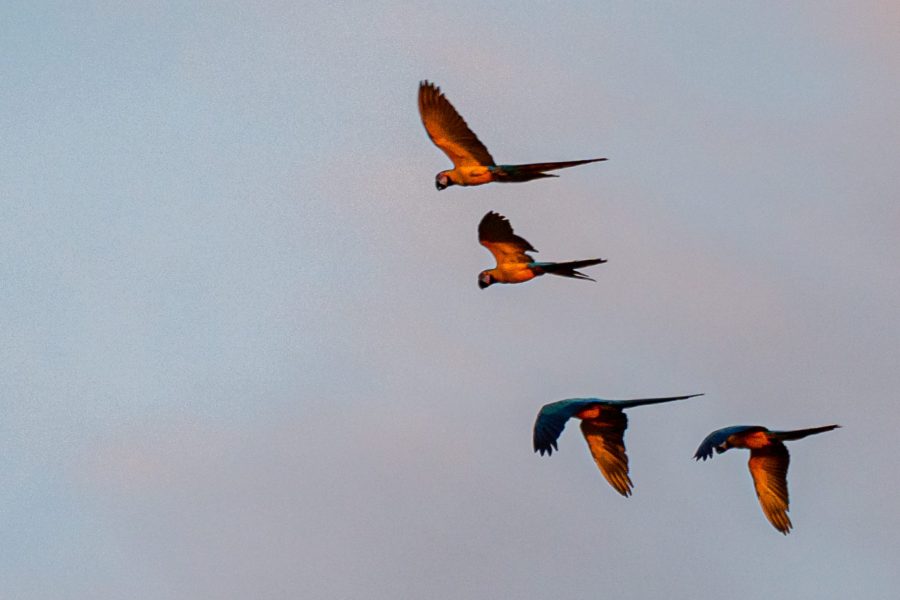 Wings of the Rainforest – Ornithology Tour