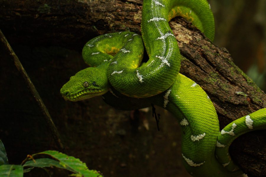 From Marshes to Canopy – Herpethology Tour